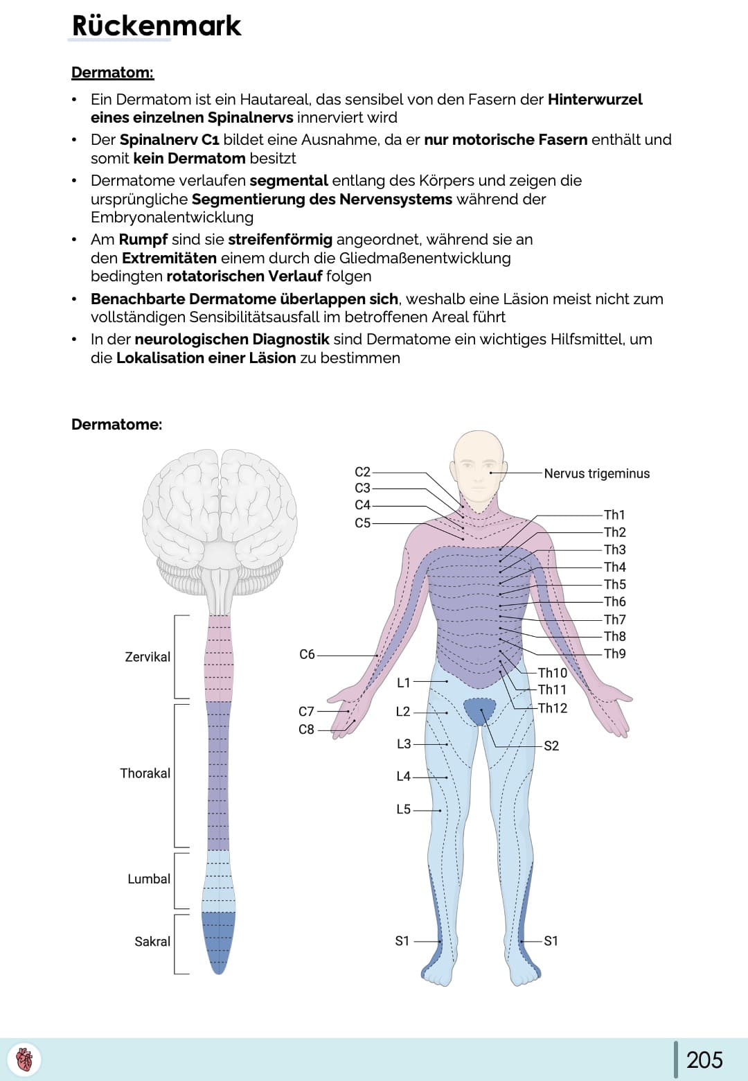 dermatome-rueckenmark-hautareale-segmente-anatomie
