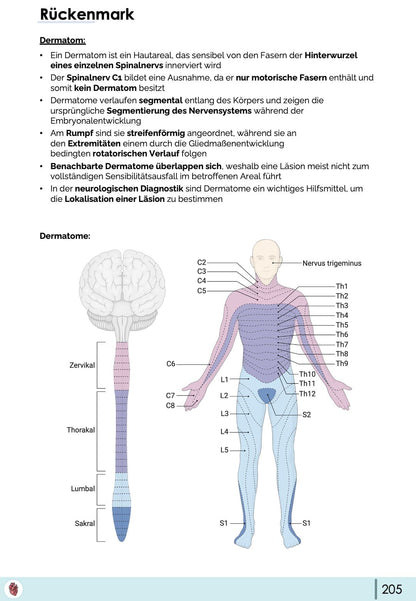 dermatome-rueckenmark-hautareale-segmente-anatomie