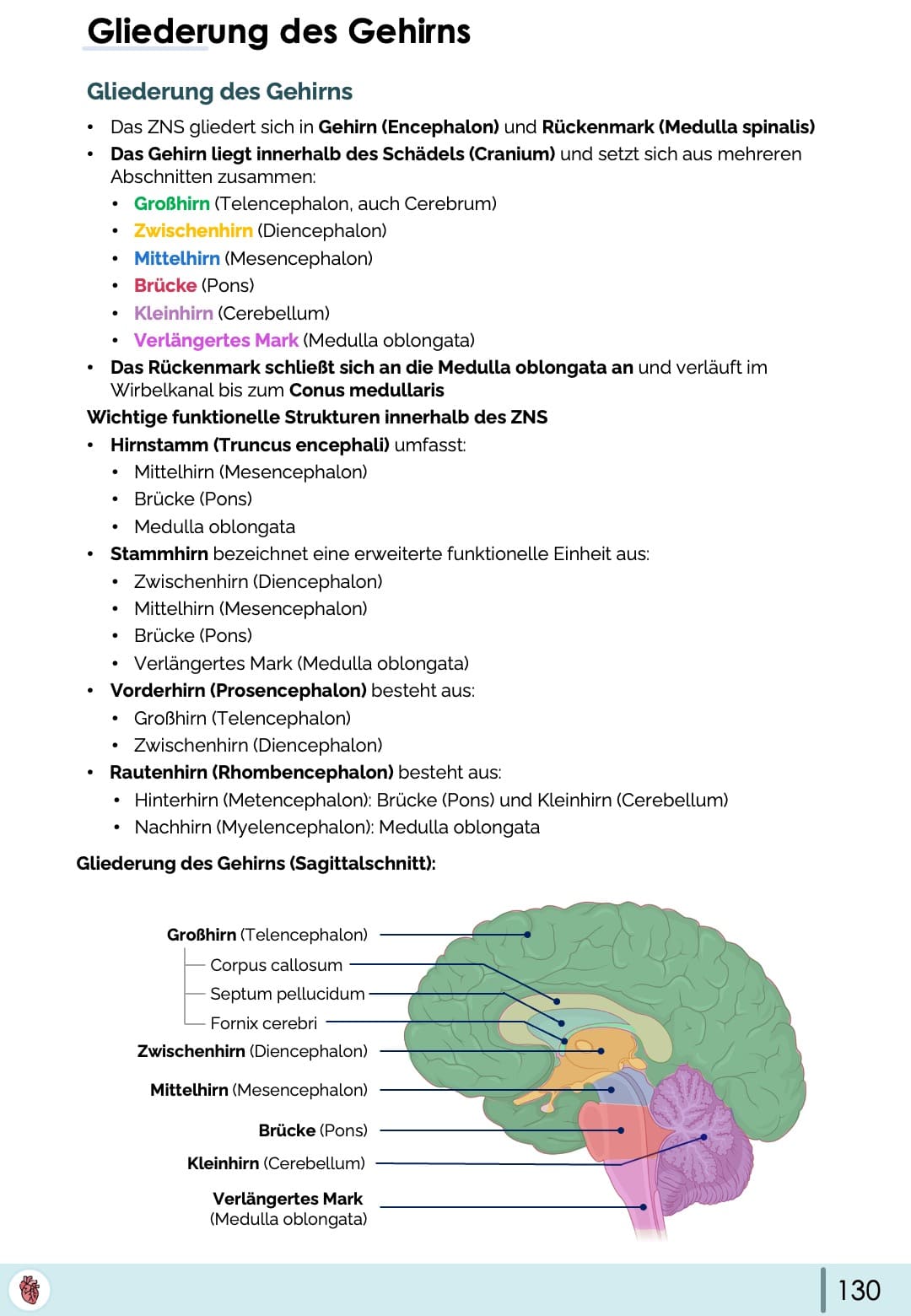 gehirn-gliederung-anatomie-grosshirn-zwischenhirn-hirnstamm-sagittalschnitt