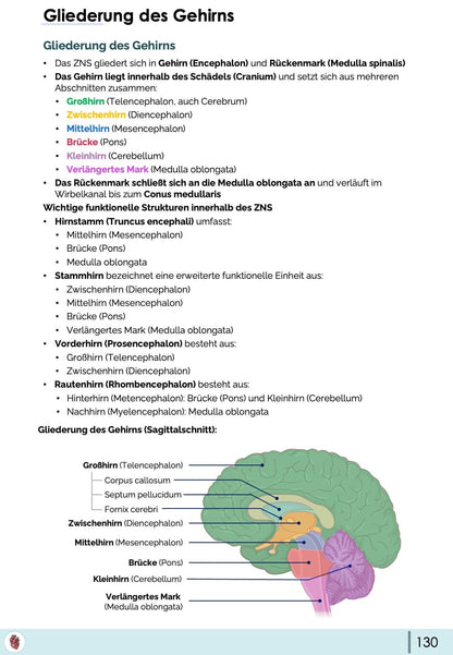 gehirn-gliederung-anatomie-grosshirn-zwischenhirn-hirnstamm-sagittalschnitt