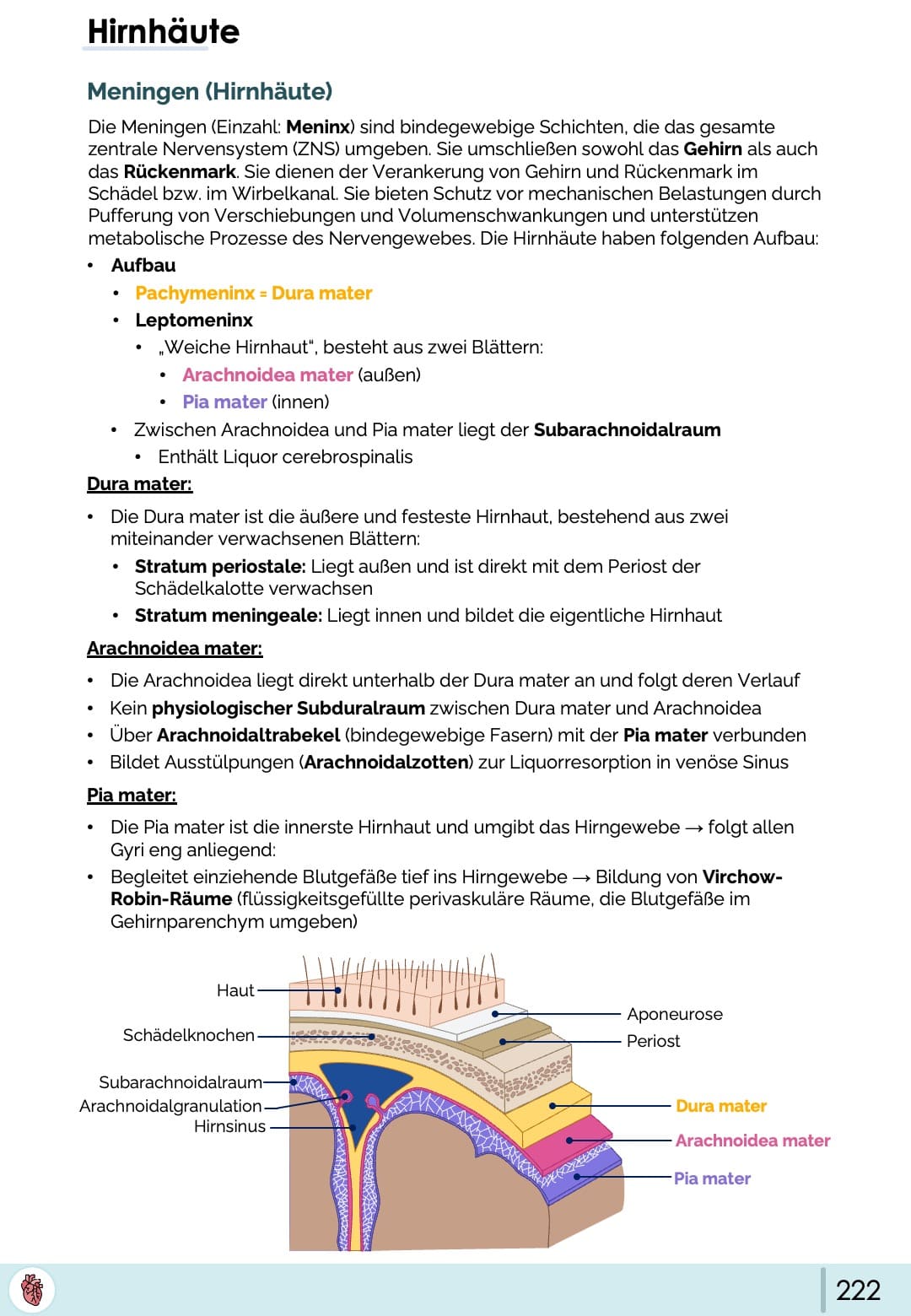 hirnhaeute-meningen-anatomie-dura-arachnoidea-pia