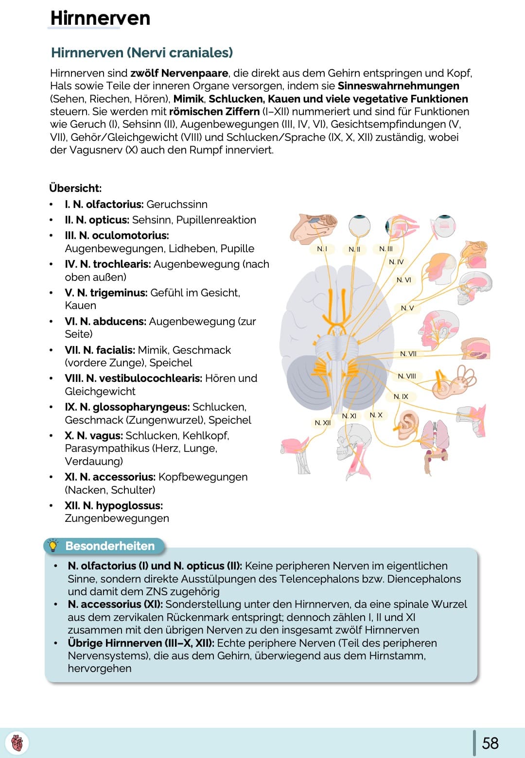 hirnnerven-anatomie-nervi-craniales