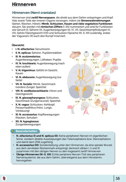 hirnnerven-anatomie-nervi-craniales