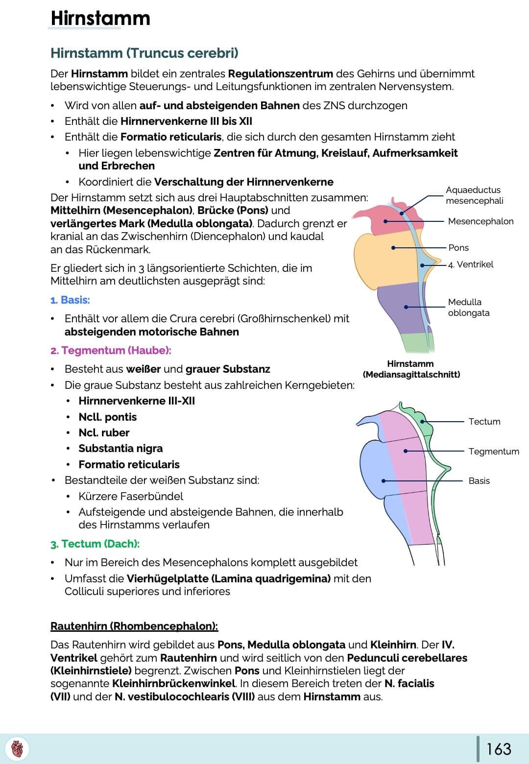 hirnstamm-anatomie-truncus-cerebri