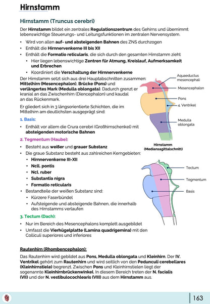 hirnstamm-anatomie-truncus-cerebri