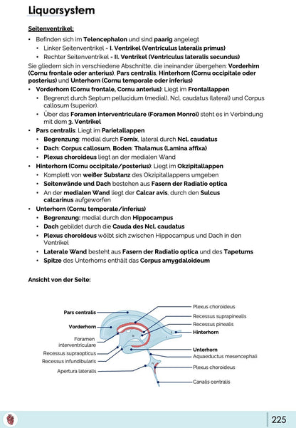 liquorsystem-seitenventrikel-anatomie-vent