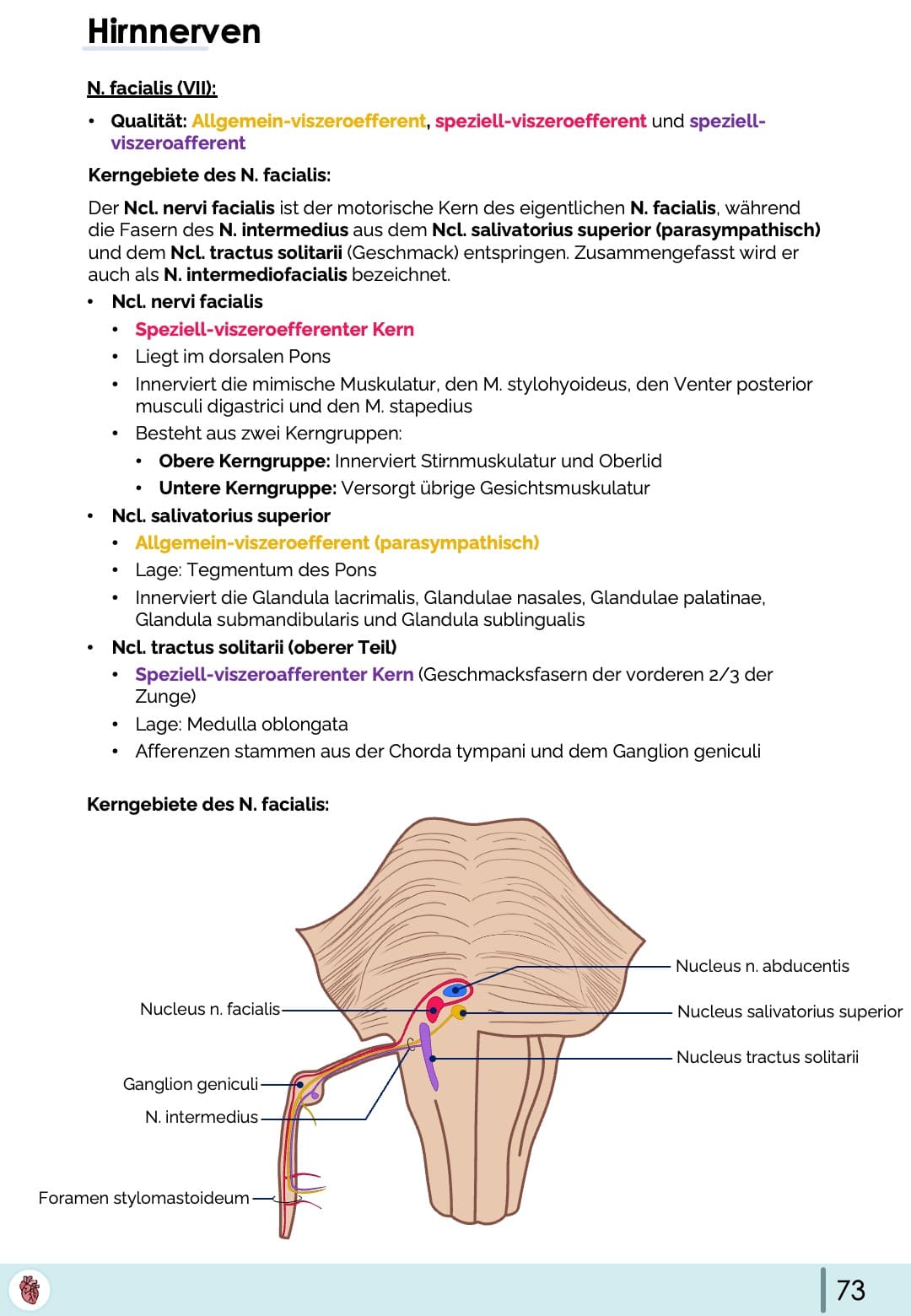 nervus-facialis-vii-hirnnerven-kerne-funktion-anatomie