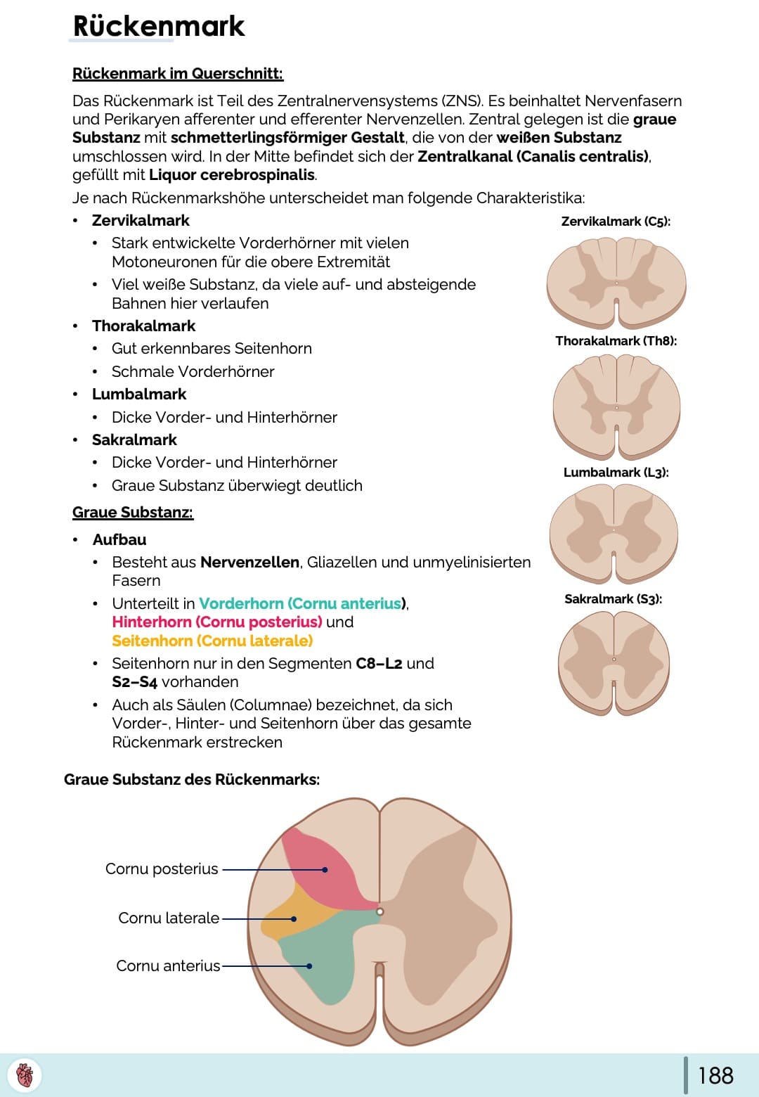 rueckenmark-anatomie-querschnitt-graue-