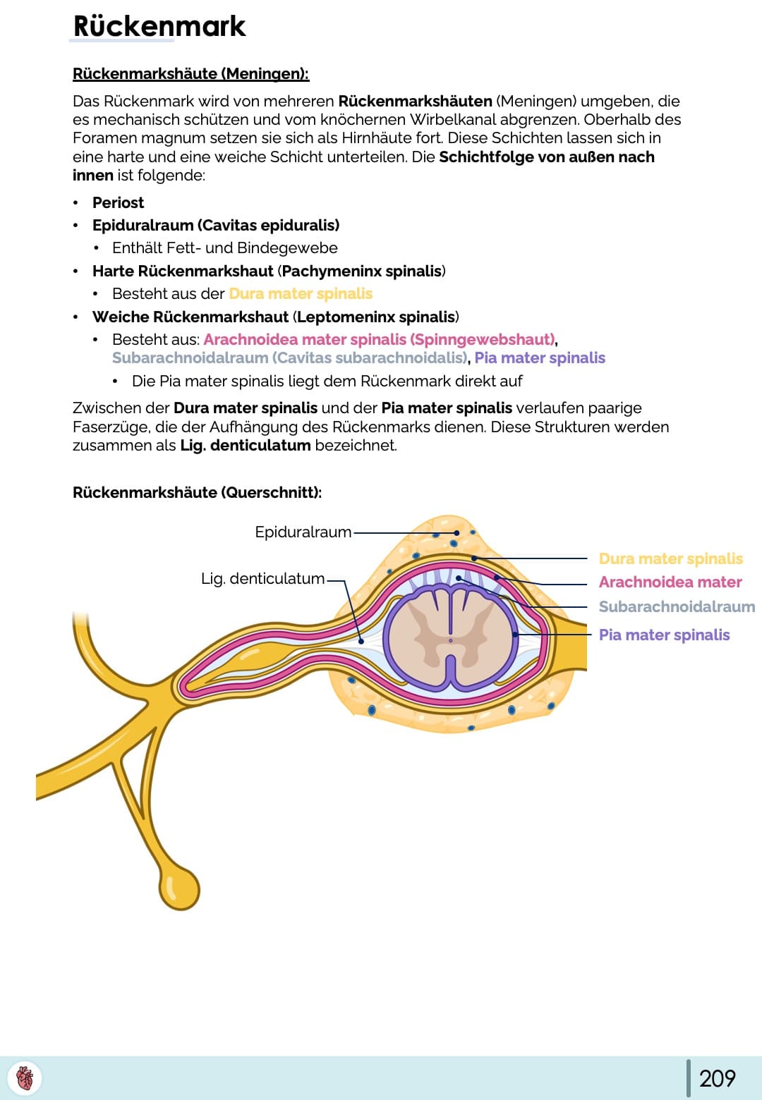 rueckenmark-meningen-anatomie-dura-arachnoidea-pia-querschnitt