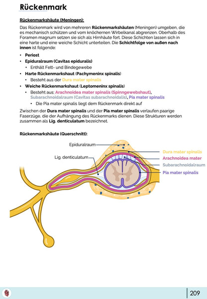 rueckenmark-meningen-anatomie-dura-arachnoidea-pia-querschnitt