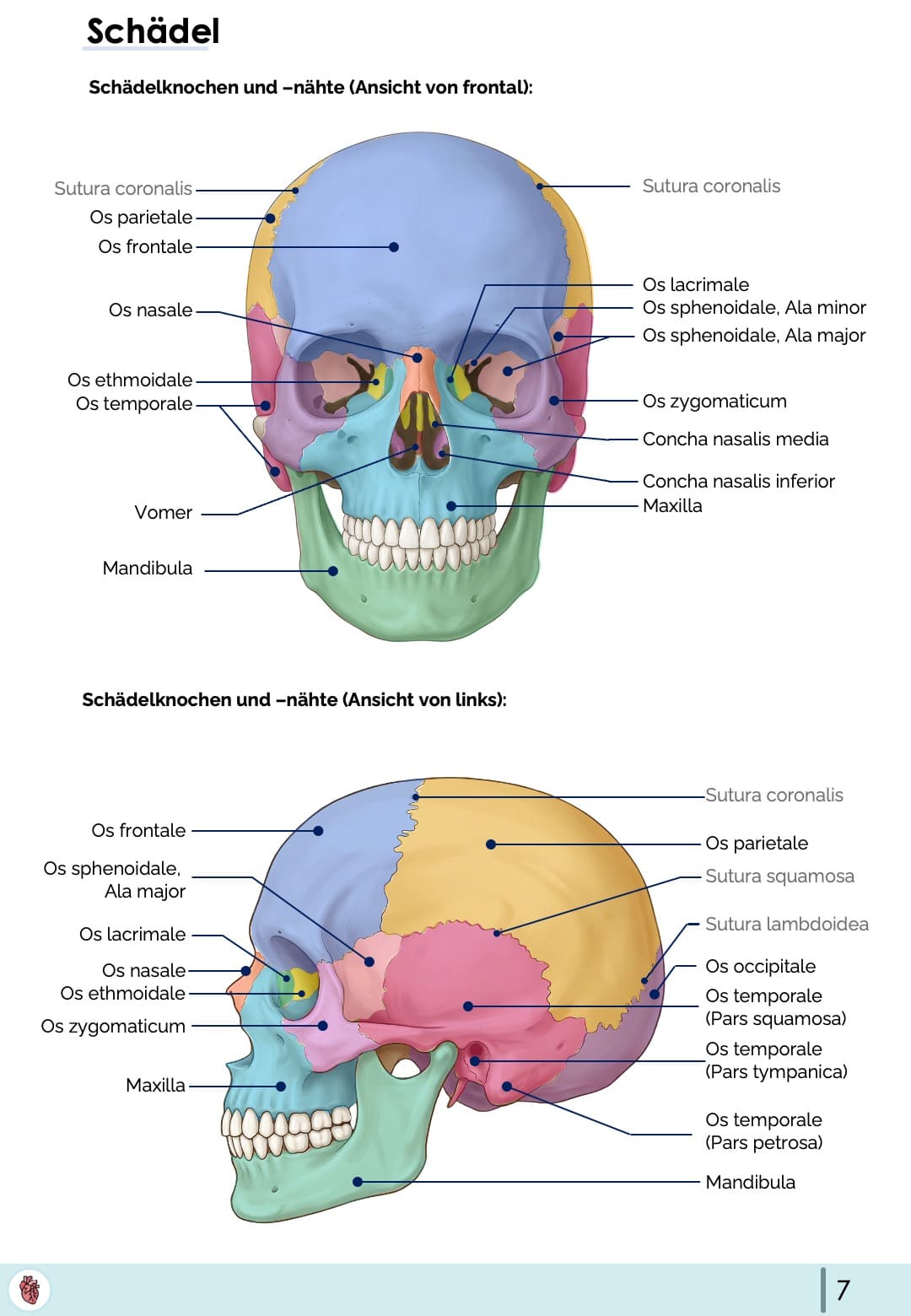 schaedel-anatomie-knochen-naehte