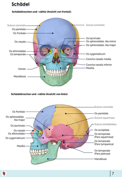schaedel-anatomie-knochen-naehte